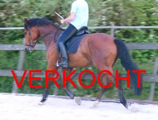 Padavano (Jeraldo x Ursus) klik voor uitgebreide info